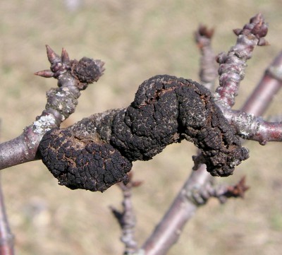 knot branches control michigan msu prunus susceptible swelling distinctive genus causes plums mainly trees fruit longstroth cherries extension mark