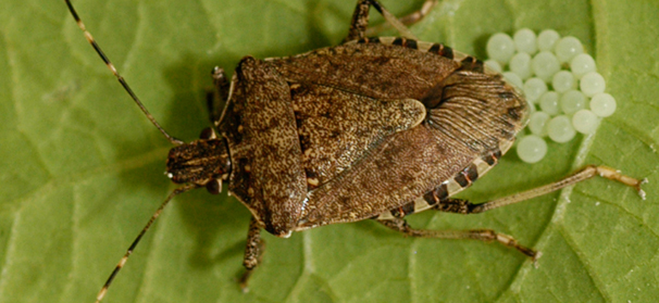 Stink bugs are on the move in Oregon - Fruit Growers News