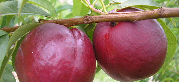 Fresh Organic Nectarine  Central Market - Really Into Food