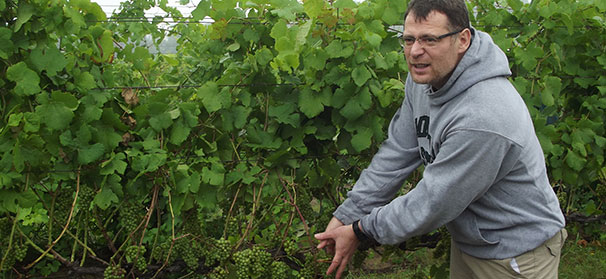 Vine size control discussed during viticulture event ...