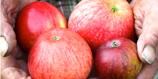 Cortland Apple on G.11 - Cummins Nursery - Fruit Trees, Scions