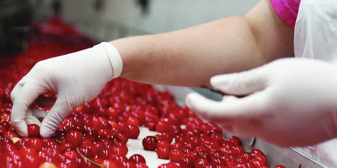 Cherry production in Michigan - Wikipedia