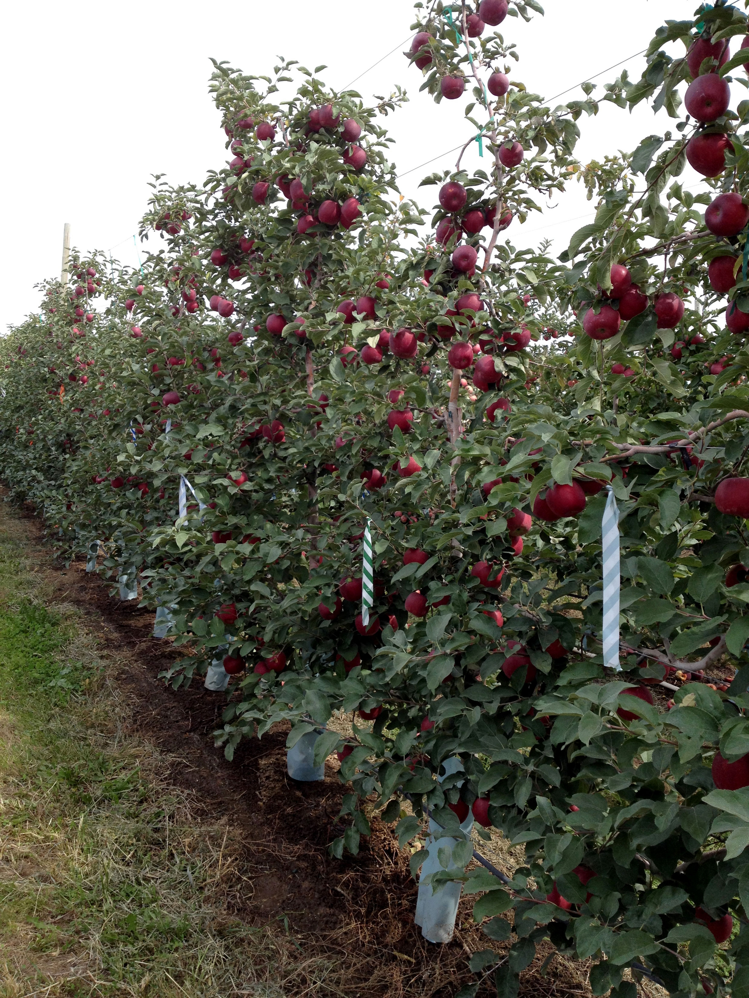 Ouch: Price of WA's newest apple variety, Cosmic Crisp, tumbles 39