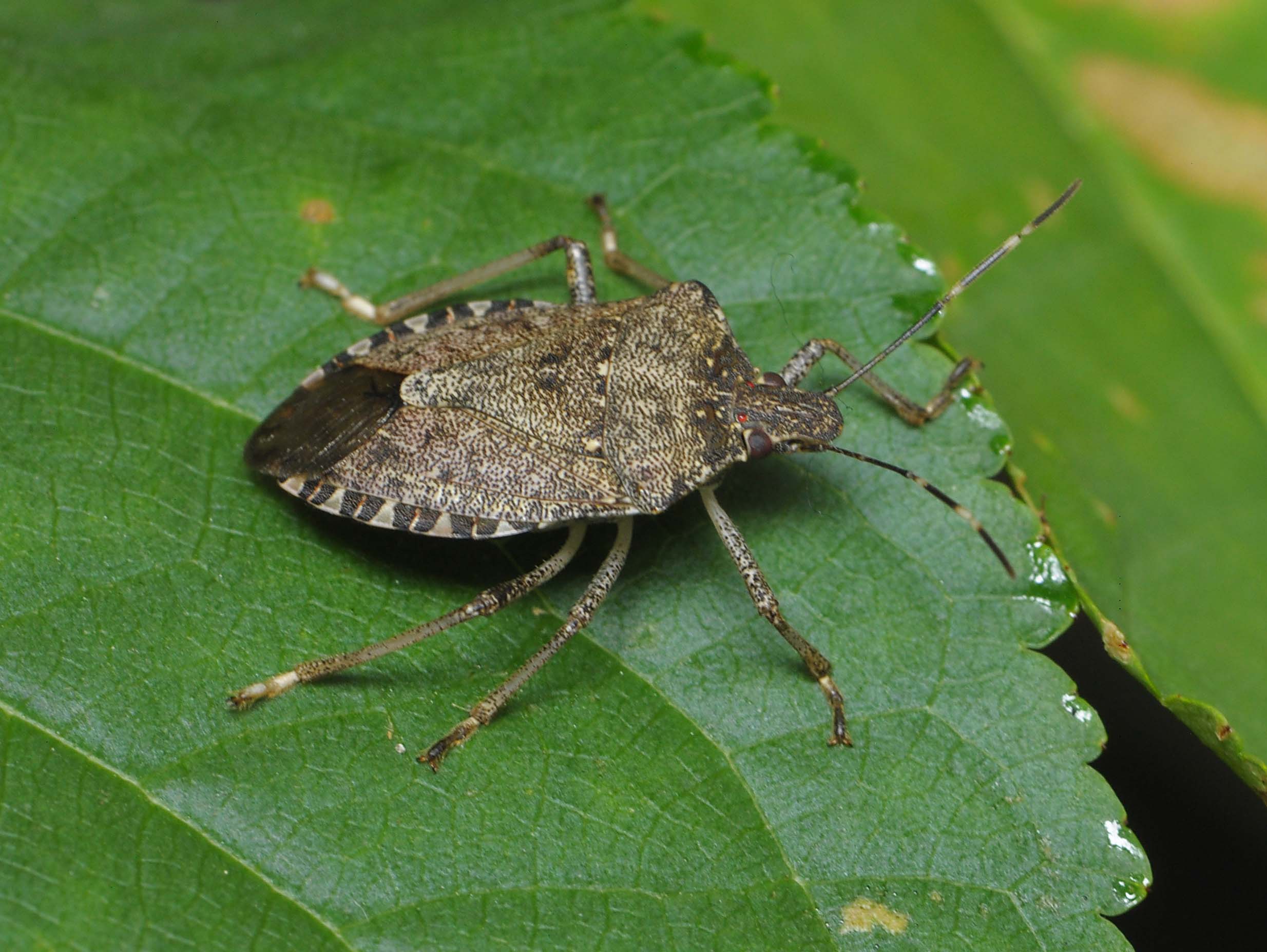 New resource focuses on brown marmorated stink bug - Fruit Growers News.