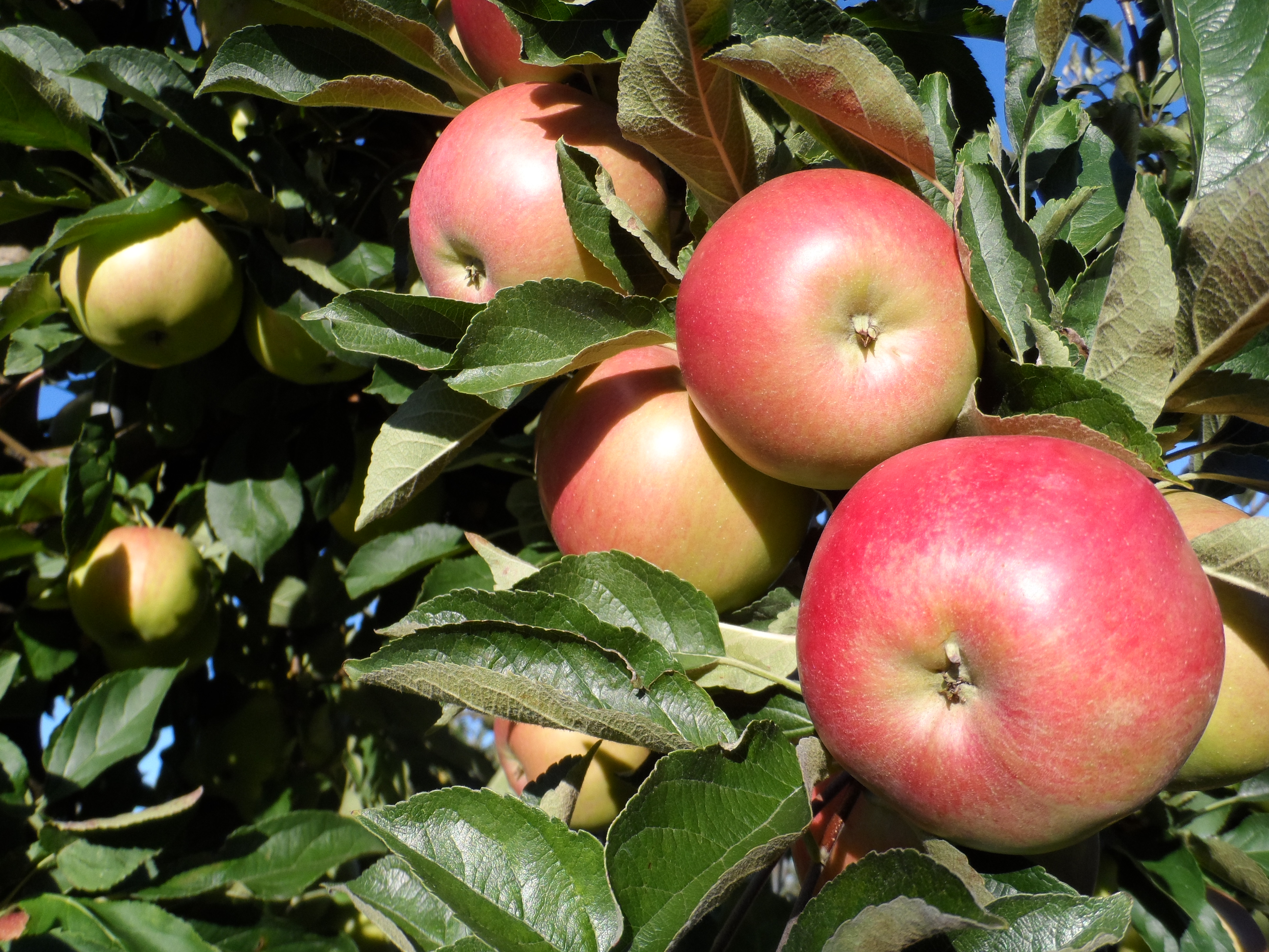 Cortland - New York Apple Association