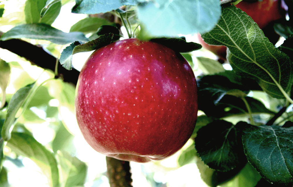 The Fresh Market - Cosmic Crisp Apples are an organic, juicy, and