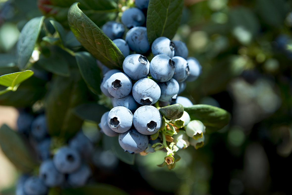 New Guinness World Record for heaviest blueberry - Fruit Growers News