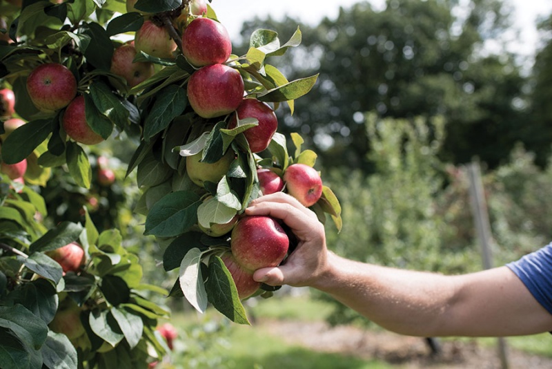Cornell research is growing the hard cider industry in New York Fruit