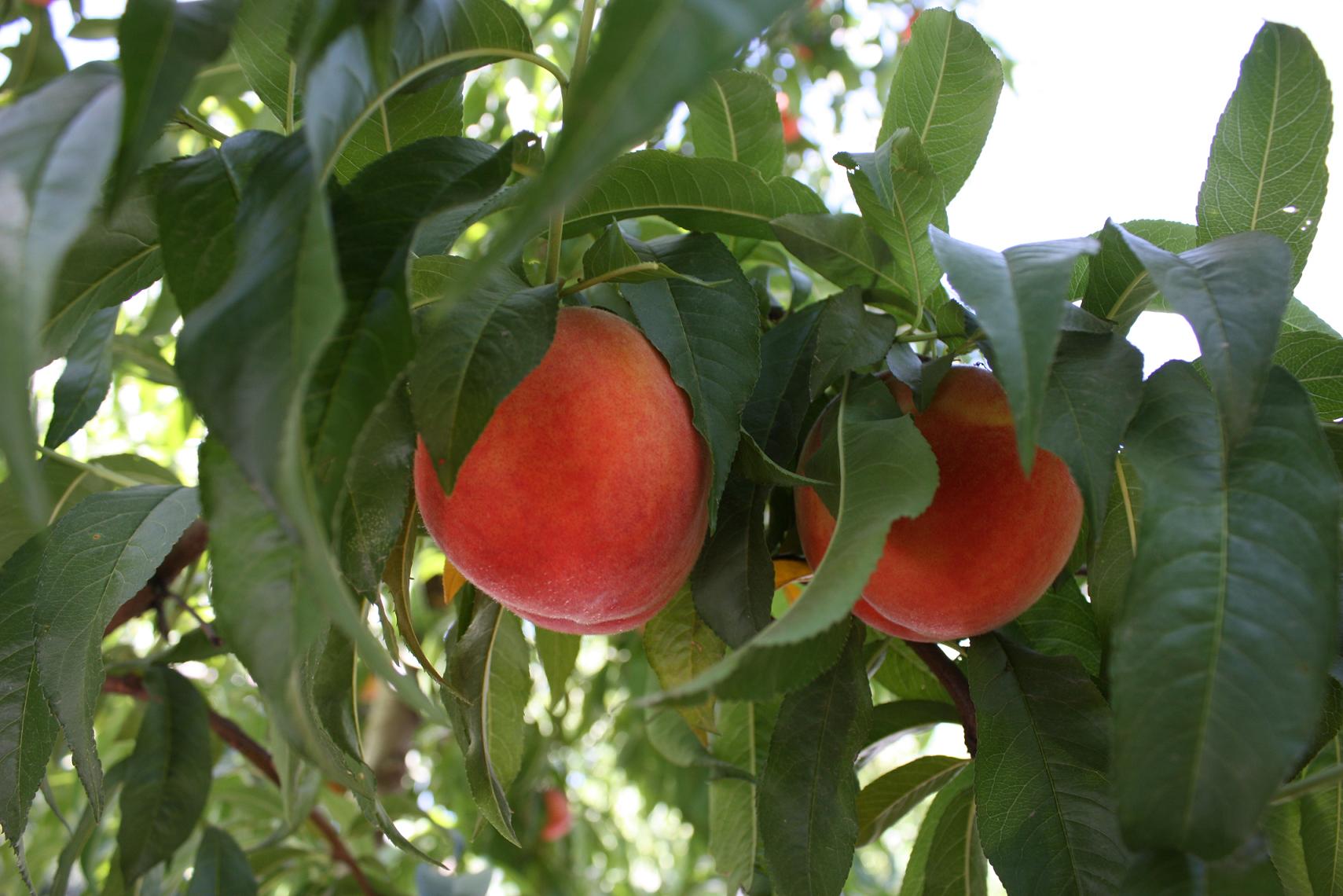 For The Love Of Organics: Peaches