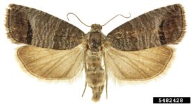 Full-sized adult codling moth
