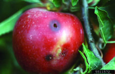 A red apple with holes caused by codling moth