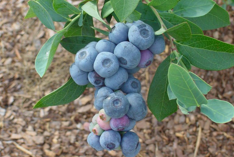 Bee Vectoring Technologies expands into blueberries Fruit