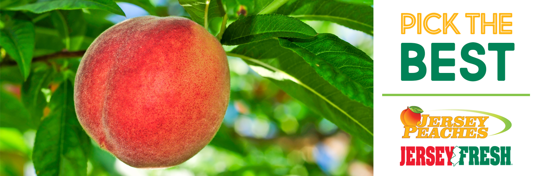 New Jersey peaches put in full view Fruit Growers News