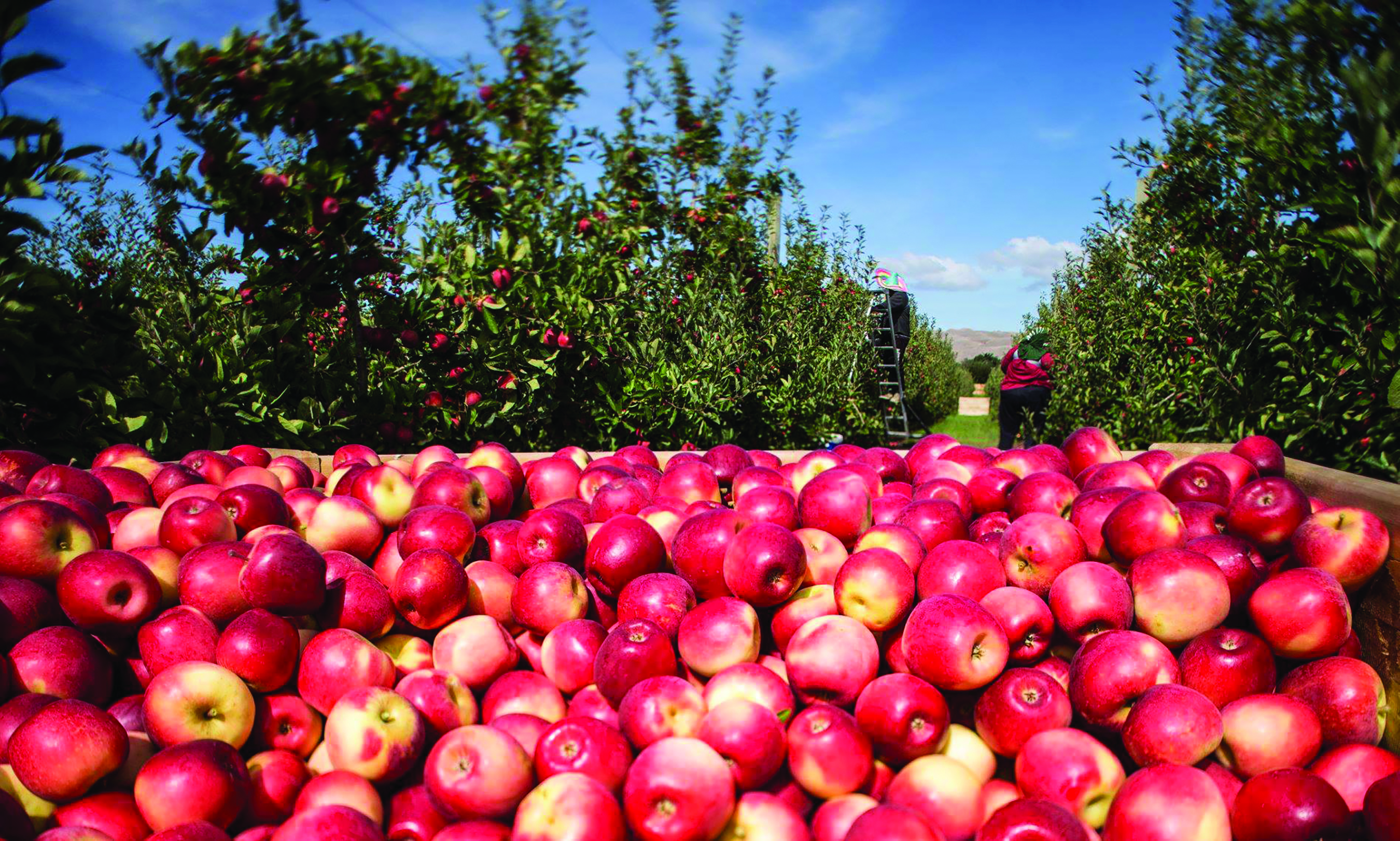 Rockit sets pace in global snack market - Fruit Growers News