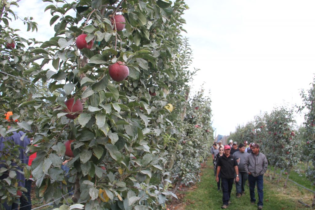 2021 crop of WSU's Cosmic Crisp apples will hit stores early