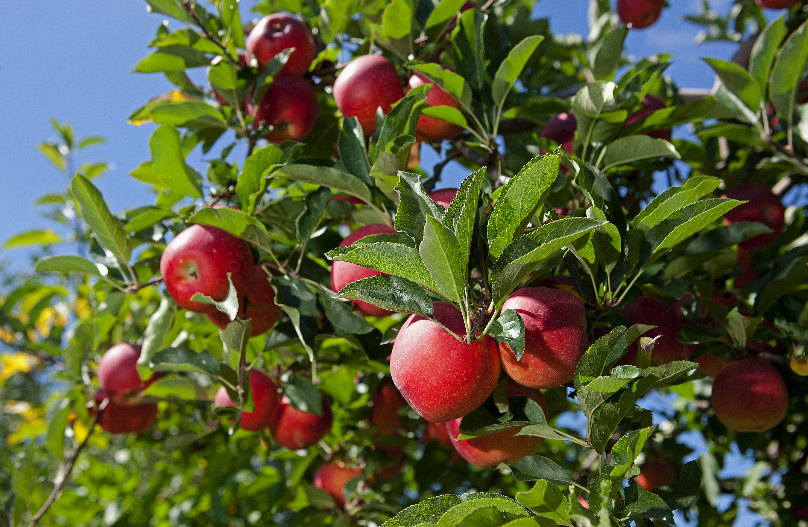 Fresh Organic Apples,apple orchard,Apple garden full of riped red apples, apples for juice,Organic red apples hanging on a tree branch,apple trees in  a row, before harvest Stock Photo by ©bondvit 142373812