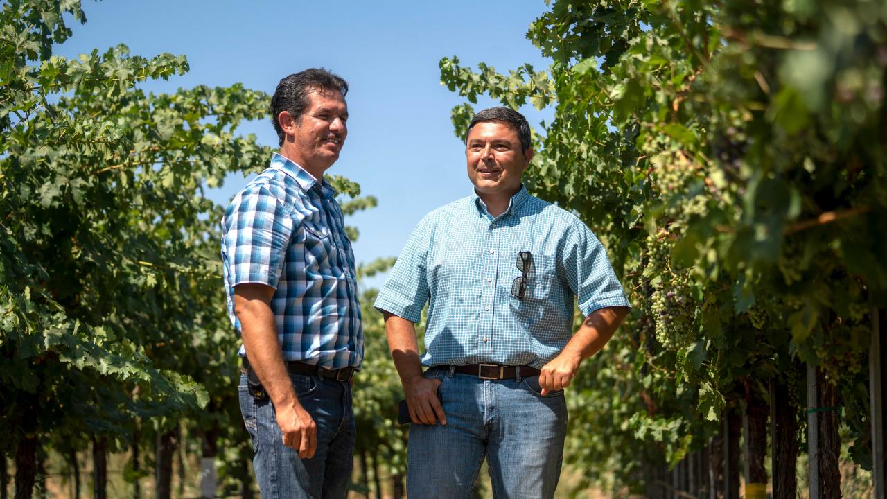 UC Davis and the wine industry cultivate a fruitful relationship