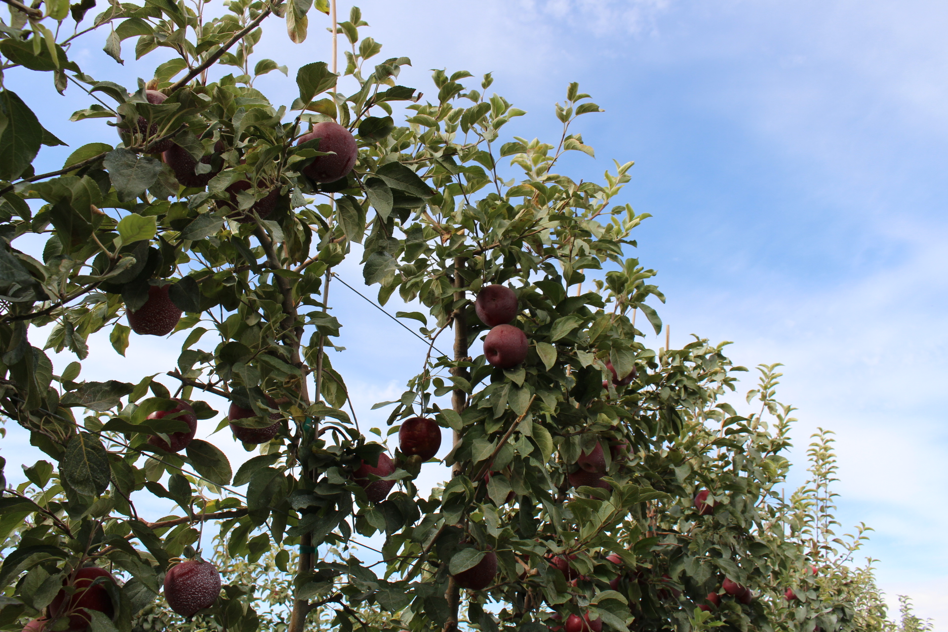 2021 crop of WSU's Cosmic Crisp apples will hit stores early