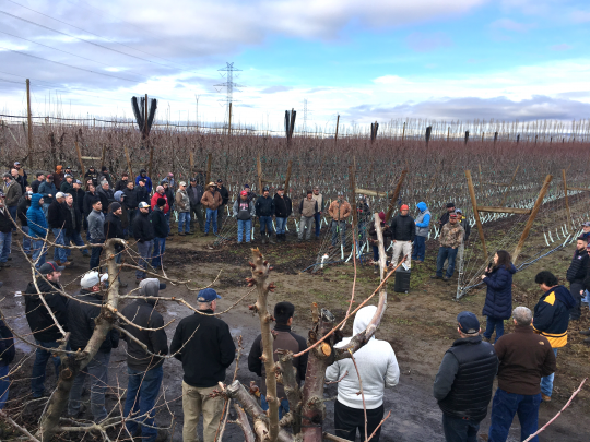 WSU Cherry Institute orchard systems tour identifies techniques - Fruit ...