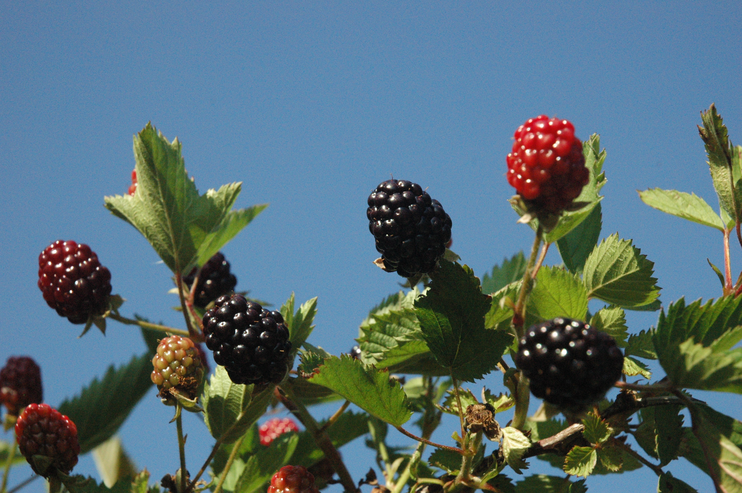 Arkansas Blackberry Growers Association winter meeting Feb