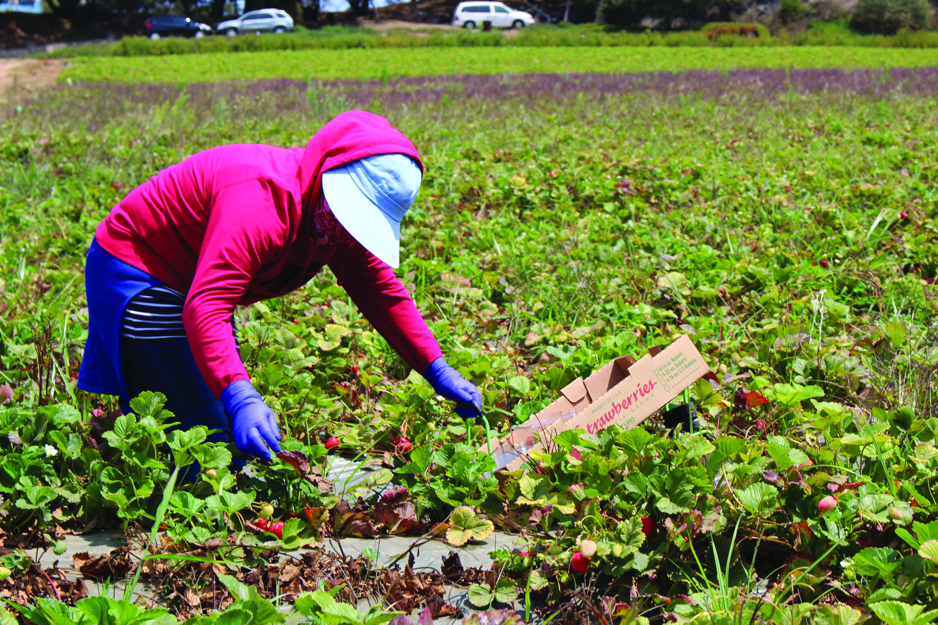 Farm Workforce Modernization Act Introduced Fruit Growers News