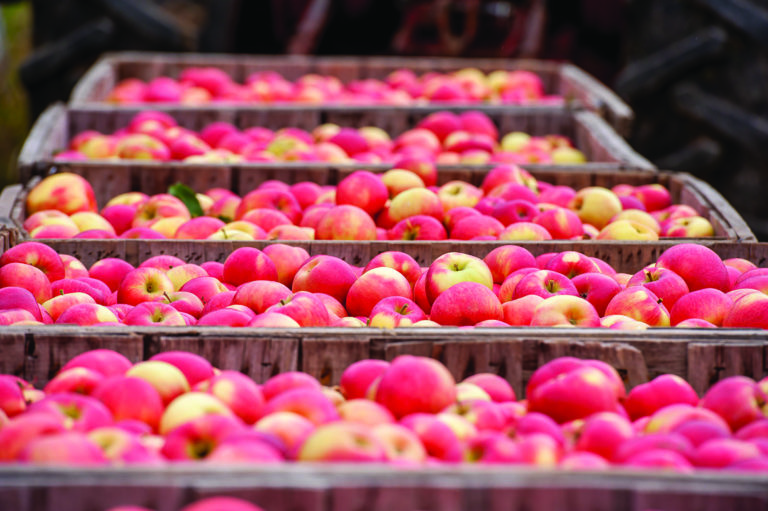 USDA predicts slight growth in 2022 fresh, processing apple crops