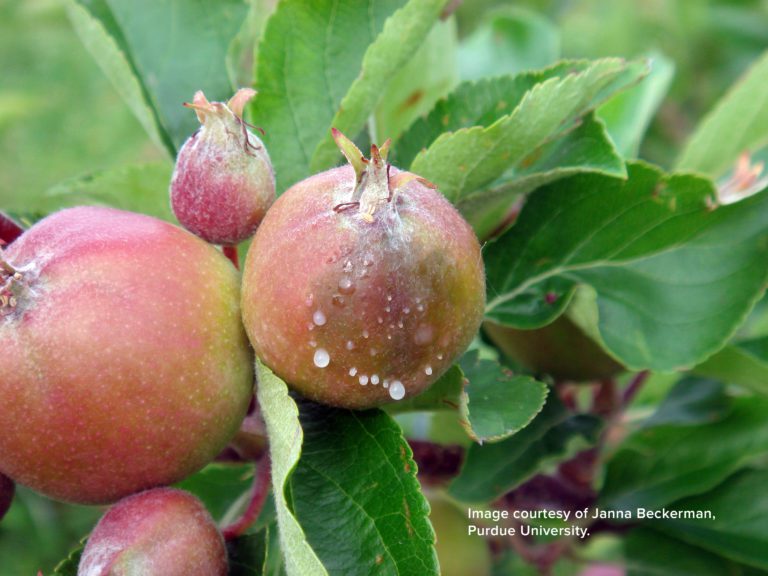 New Diagnostic Methods For Apple Fire Blight Introduced - Fruit Growers ...