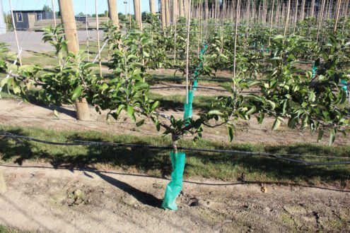 Mississippi fruit tree farms