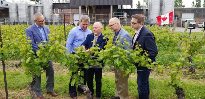 Jim Reschke, MP Badawey, Bill Schenck, Minister Lametti, MP Bittle examining grapevines at Konzelmann Estates Winery, Niagara-on-the-Lake