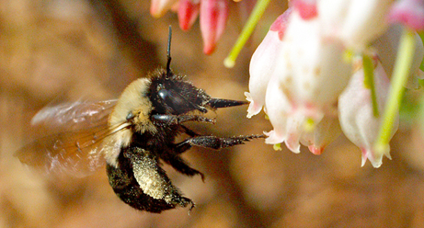 Southeast blueberry bees are best at pollinating rabbiteye blueberries. Photo credit Blair Sampson, ARS