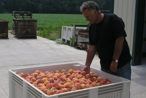New Jersey peach promotion