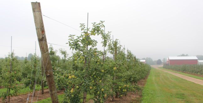A Michigan apple orchard.