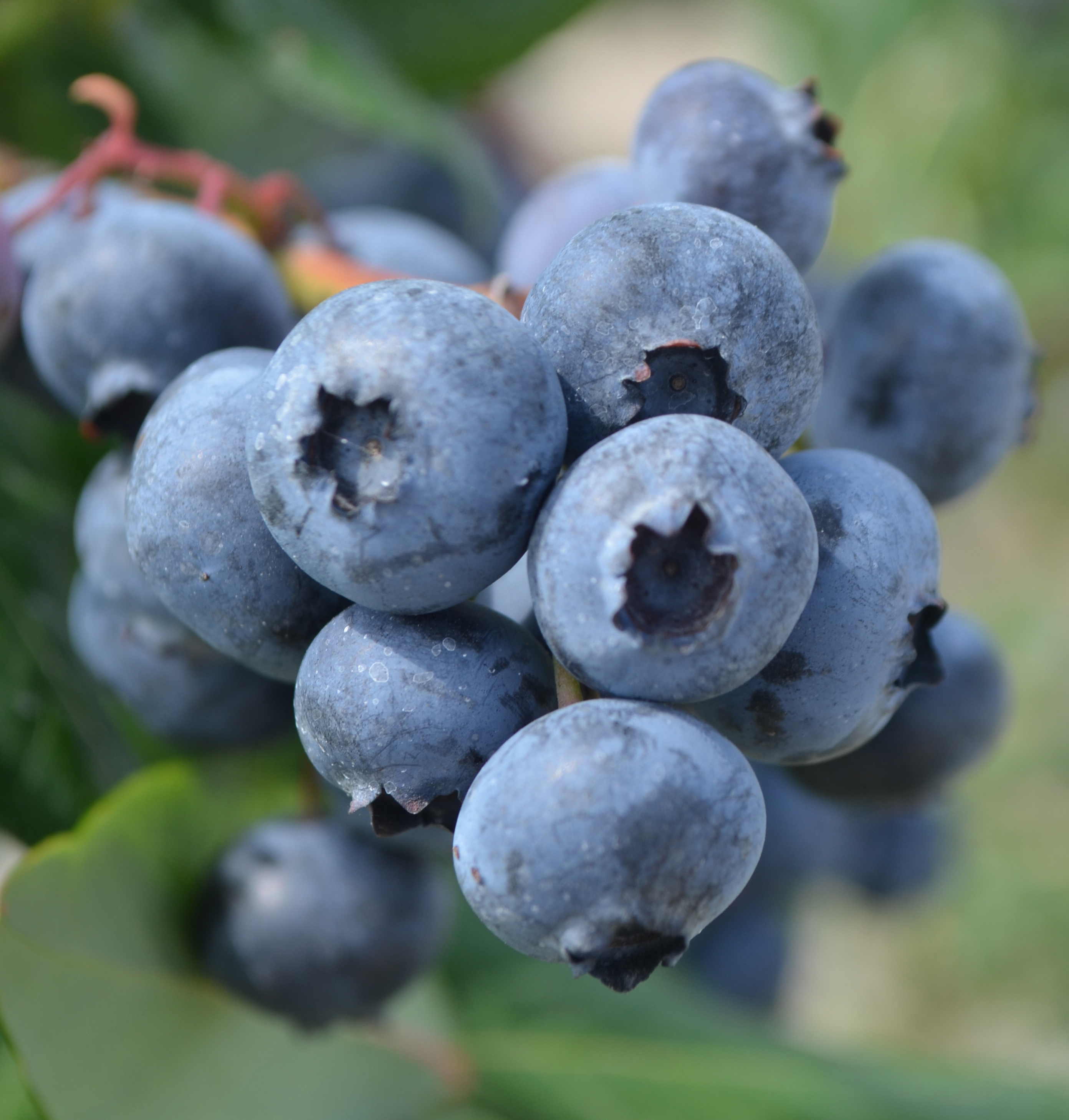 New Jersey Blueberry Industry Responds To Food Safety Claims Fruit Growers News