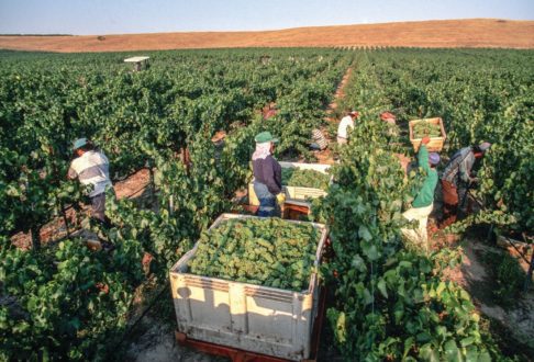 Wine Institute Wine Grape Harvest