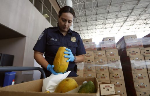 A U.S. Customs and Border Protection (CBP) agriculture specialist looks over a shipment of papayas at the Otay Mesa port of entry, June 23, 2016. Photo: CBP/Glenn Fawcett
