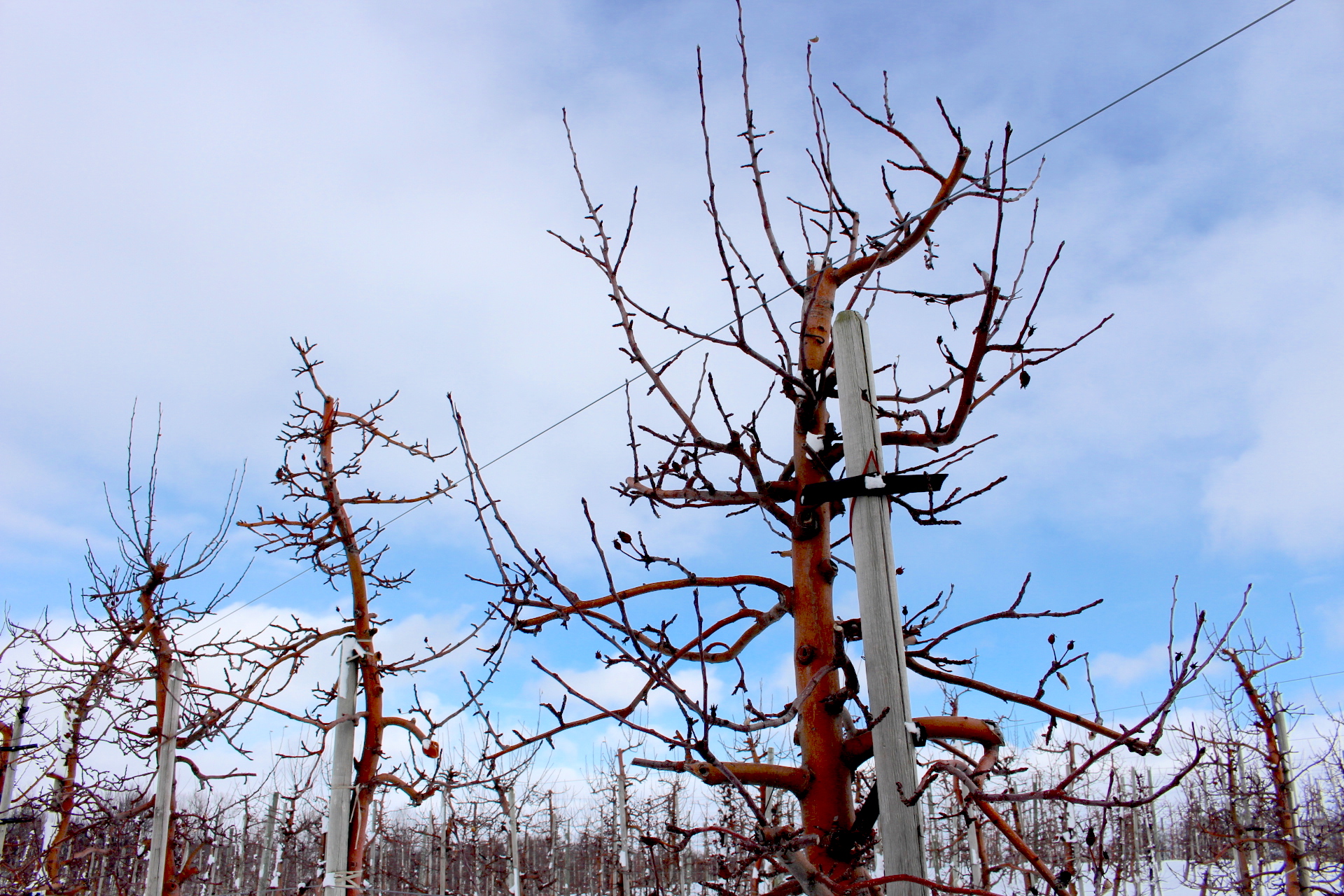 a photo of apple trees in winter