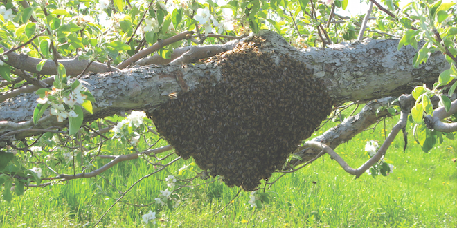 natural honey bee hives