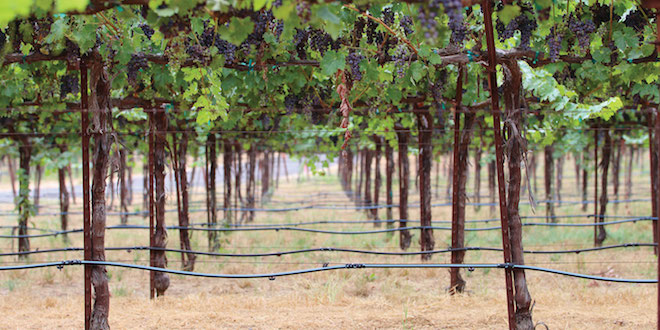 A network of drip-irrigation tubing throughout a California vineyard.
