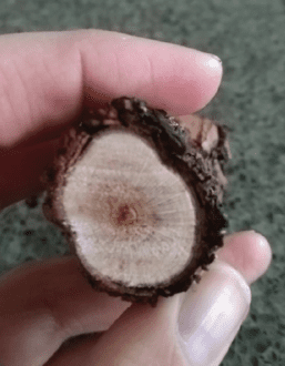 A grapevine trunk cross section with trunk diseases.