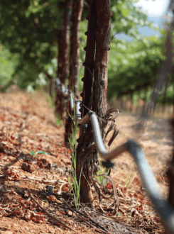 Close-up of irrigation tubing in a vineyard.