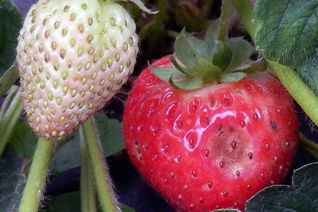 https://fruitgrowersnews.com/wp-content/uploads/2020/06/Anthracnose-fruit-rot-in-strawberry.jpg