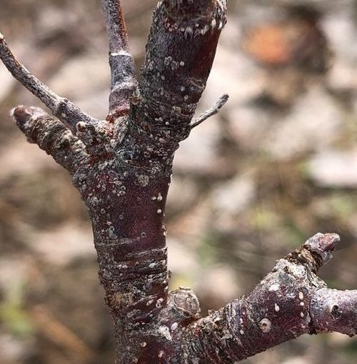 San Jose Scale crawler emergence beginning in Michigan tree fruit - Fruit  Growers News