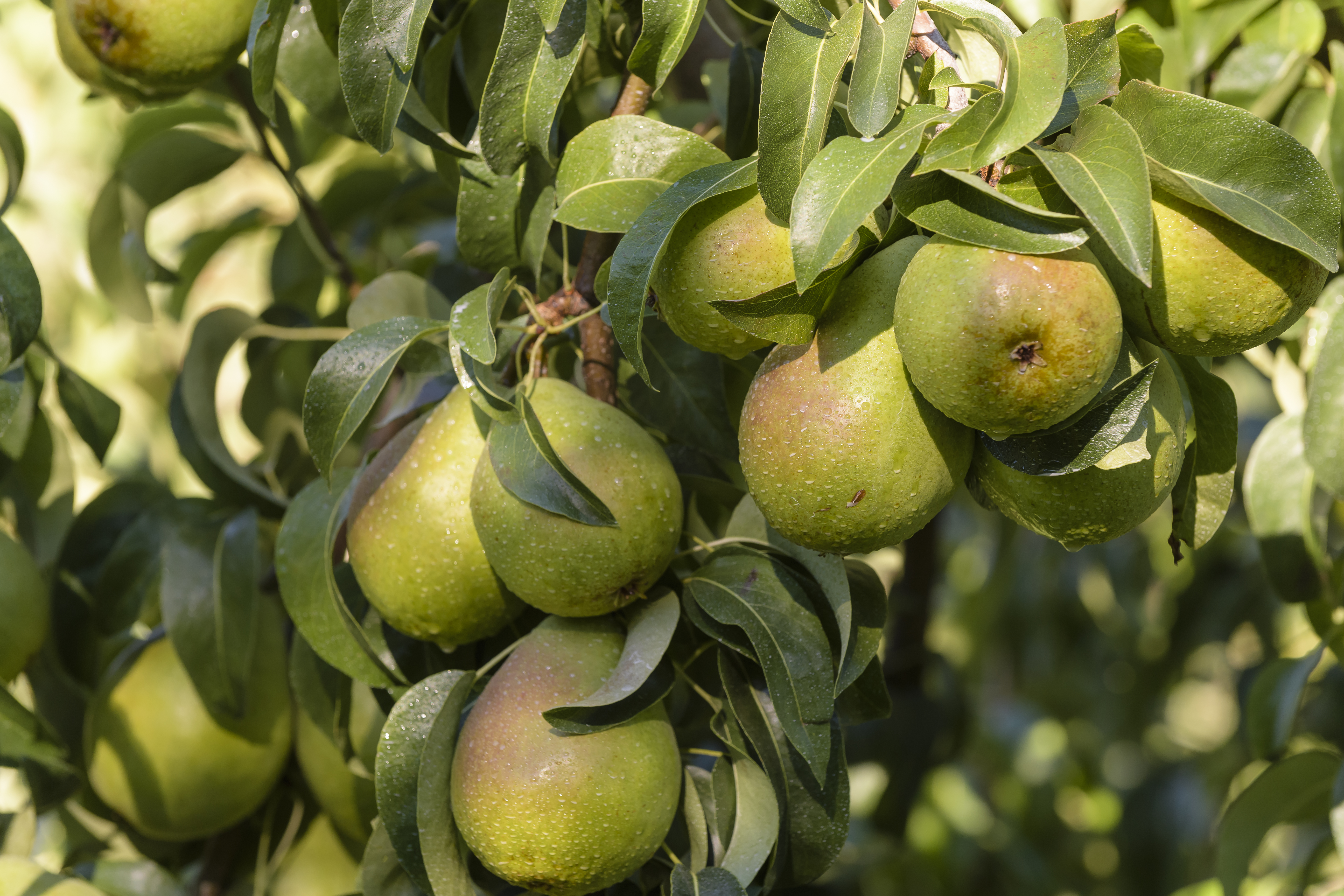 Bartlett Pears - Organic Bartlett Pears - Washington Pear Growers