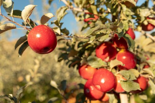 https://fruitgrowersnews.com/wp-content/uploads/2020/08/Chelan-Orchards-3720-scaled-495x330.jpg