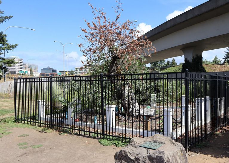 Vancouver, Washington's 'Old Apple Tree' dies at age 194 Fruit