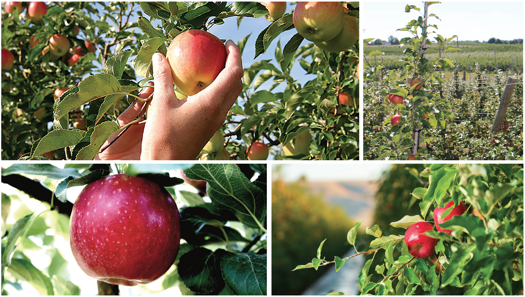 https://fruitgrowersnews.com/wp-content/uploads/2020/09/apple-variety-roundup.png