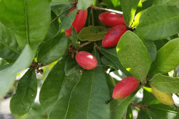 carissa carandas Organic Grown Plants Freeship 10 Seeds Miracle Fruit