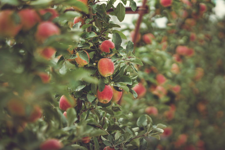 Kanzi apple wins taste tests, preferred by chefs Fruit Growers News