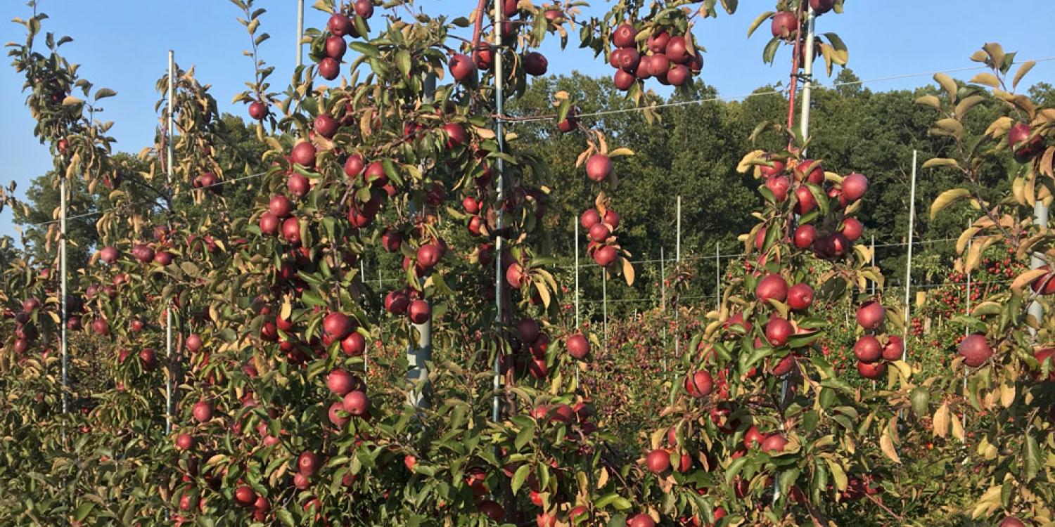 Oregon State establishes demonstration orchard for growing cider