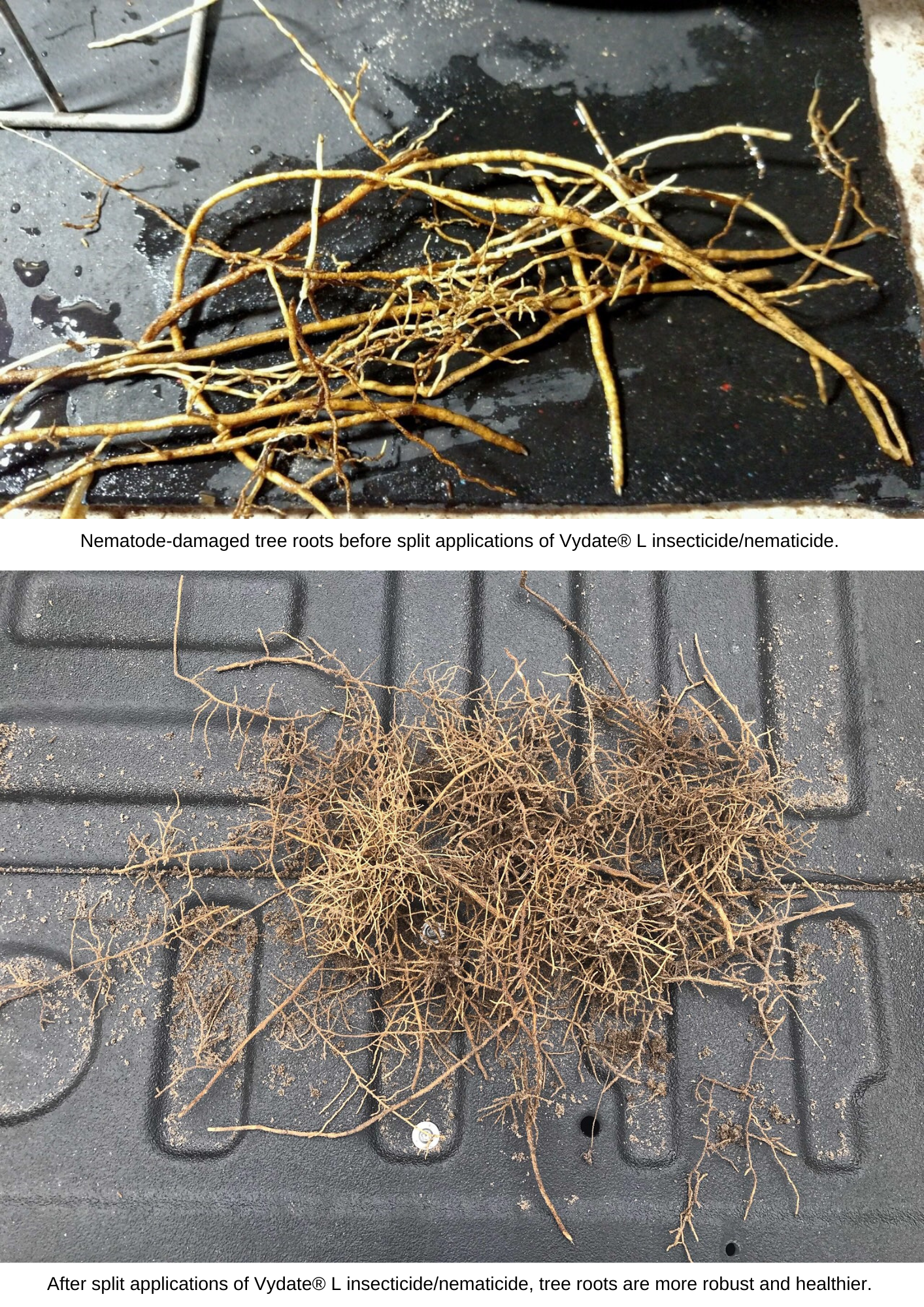 Nematode-damaged tree roots before split applications of Vydate® L insecticide_nematicide.